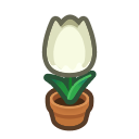 White Tulip Plant