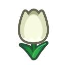 tulipanes blancos