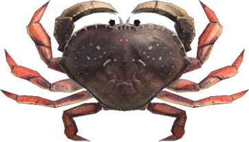 Dungeness Crab Animal Crossing New Horizons | ACNH Critter - Nookmall